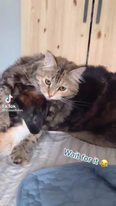 Animal being bros, until..
