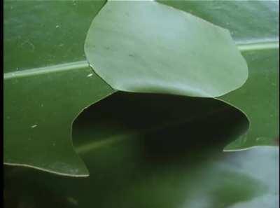 This caterpillar creates a little hut to hide from predators while eating