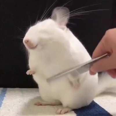 Chinchillin’ like a chinvillain