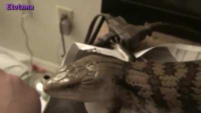 Nem preciso falar né