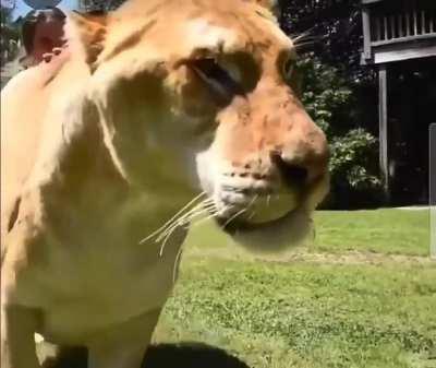 This gigantic cat, the biggest in the world, is the Liger, a cross between a lion and a tigress. [more info in Comments]
