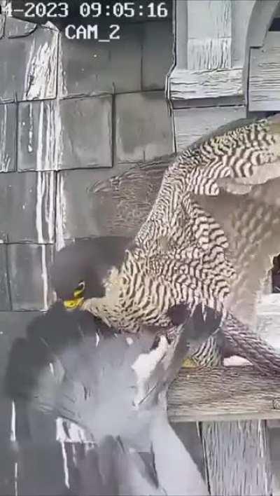 What the hell was it thinking?