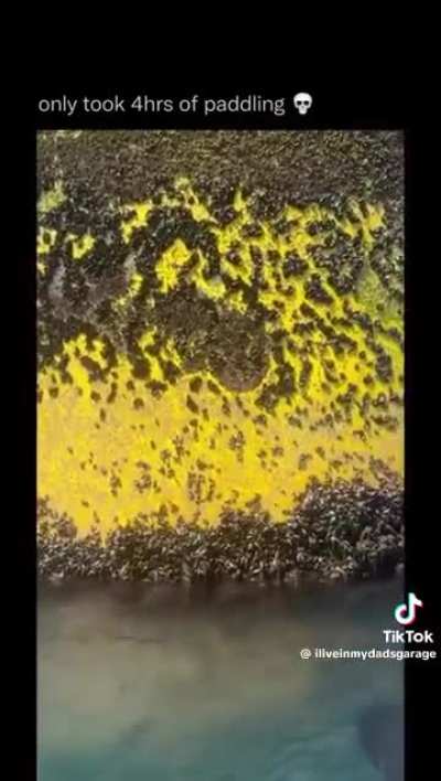 Thalassophobia AND Megalophobia 