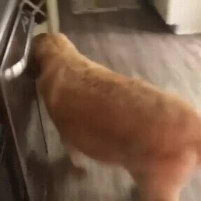 Dog steals key to prevent his human from leaving.