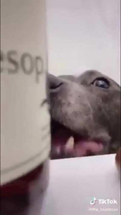 This video perfectly captures the uniqueness of hippos 😍 Not my own pup but so cute and had to share!