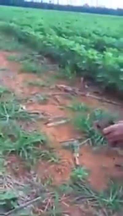 Esto pasa cuando cruzas un perro con una puerca!!!