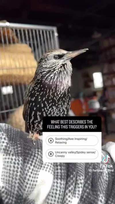 🔥 European Starling's incredible vocalizations