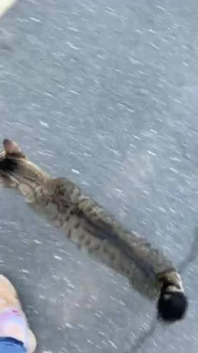 Sweet Little Stray Day 2: brought some breakfast for her and she knows it