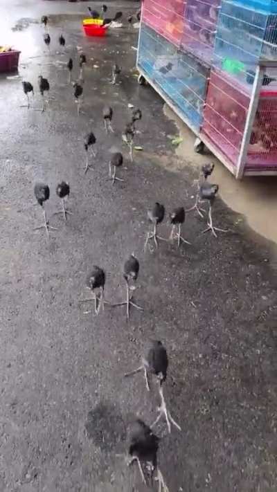 🔥 baby pukeko birds from New Zealand 