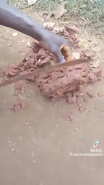 The size of an Empress Bulblax