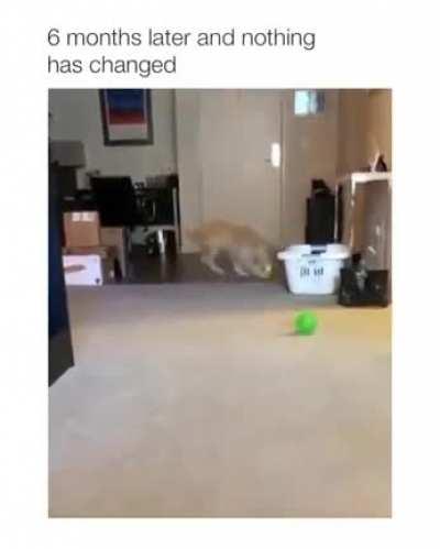 Pup has it's own way of playing fetch