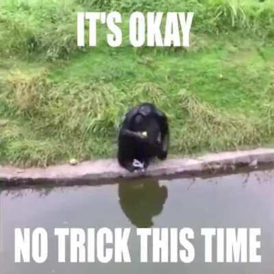 HowToTrickAMonkey.mp4