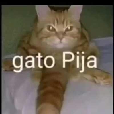 Gato Pija
