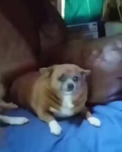 Scottish man Yells at Dog