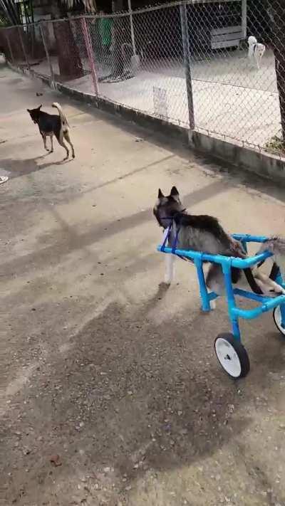 NOVA is a miraculous young Siberian Husky! Despite being paralyzed from the hips down after a car accident, her spirit was never broken! She has a lot of energy and love to explore all around our shelter with her new wheels! I feel like a proud dad, that'