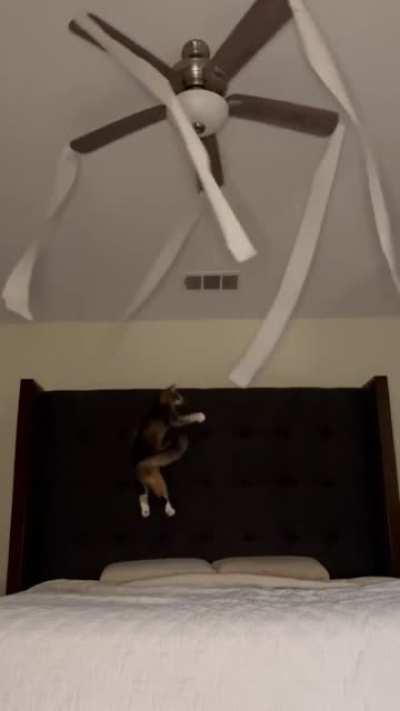 Midnight shenanigans