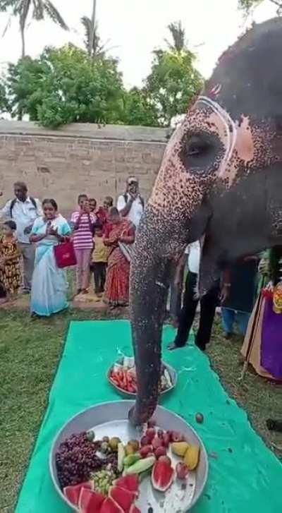 Elephant Enjoying his/her Birthday