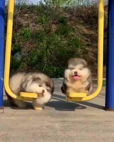 Two types of puppies