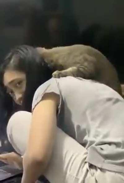 Cat refilling his cuddle bar.