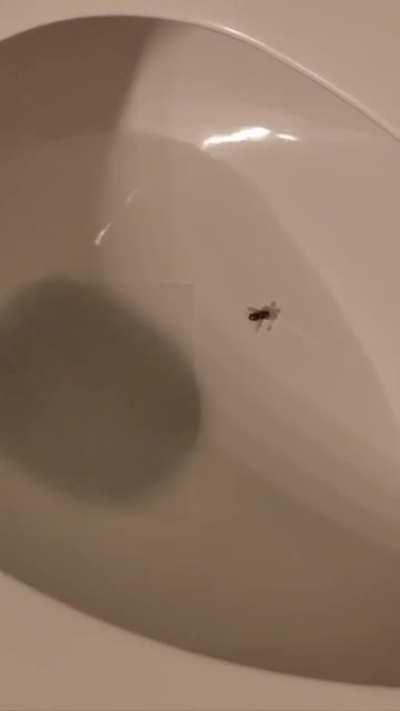 A fly in the toilet while Pina Colada plays in the background