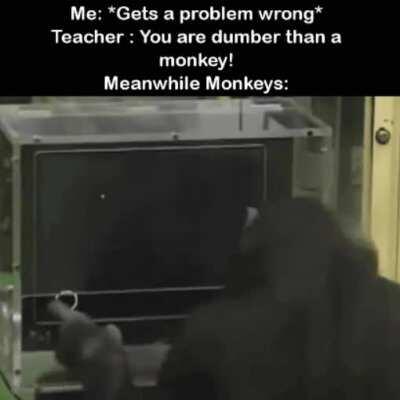 Don't insult the monkey please