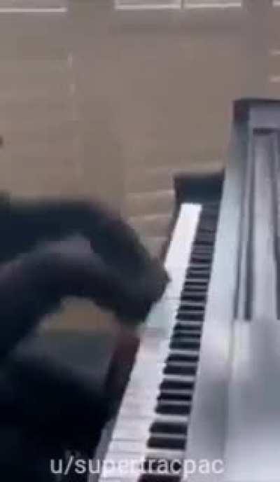 El día que los memes de monos mueran, será el día en el cual yo quiero dejar de vivir