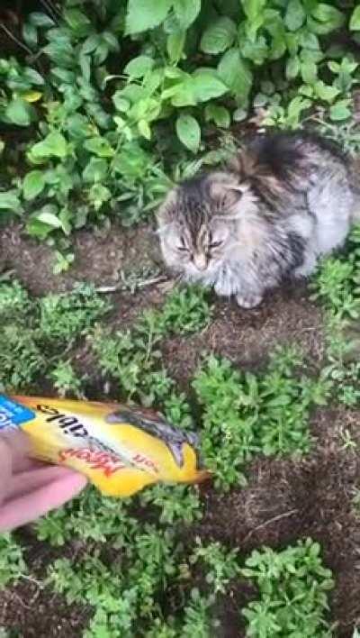 No, It's Meow Mix