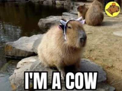 capycow