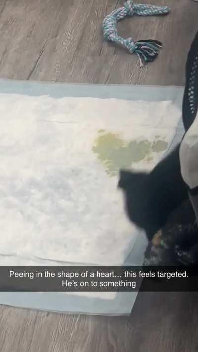 Fostering for the first time and I think he’s trying to say something 