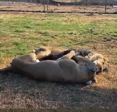 Kisses and cuddles what more do you need!