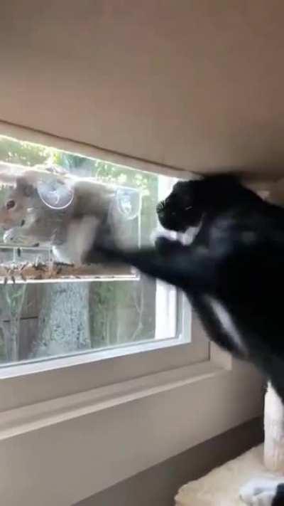 Let me in! Lettttt meeeee innnnnn!