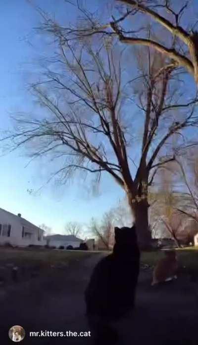 Body cam attached to cat casually chatting to NPC’s as he roams about