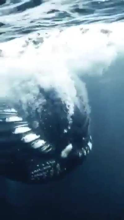 While the diver was filming the Orca, a whale suddenly appeared behind him 🤯