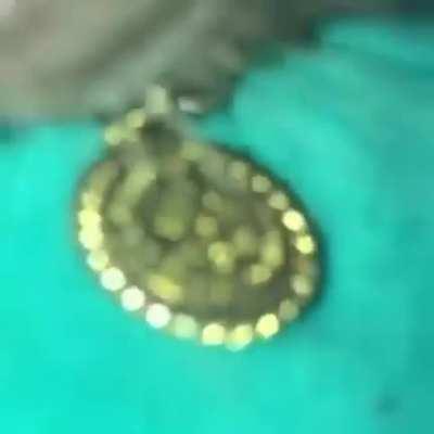 Mr.bombastic live action 🐀