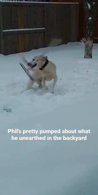 My doggo's pretty pumped about what he found in the backyard (no doggos were harmed in the making of this video)