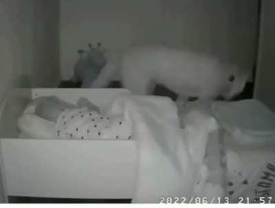 Dog checks on whether baby is asleep every night