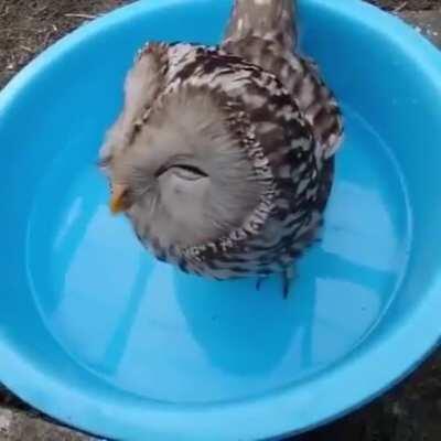 An owl happily drinking