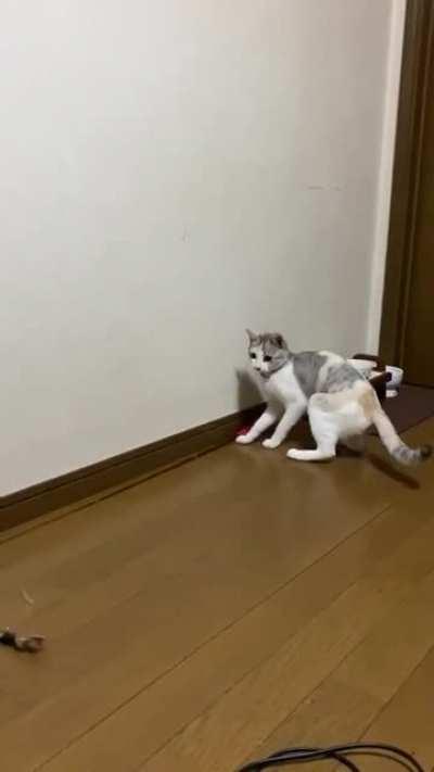 I know cats are independent but this one is on another level