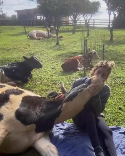 Happy cow with their caretaker at an animal sanctuary