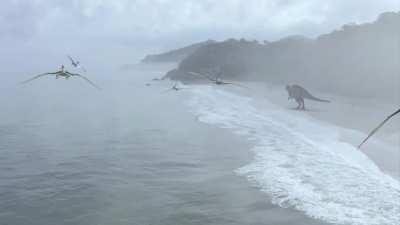 hello here's a flying animation