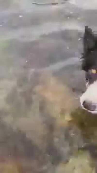 Octopus claiming the poor dog's ball. The look of disappointment!