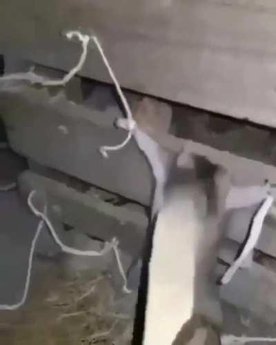 Jugadores de Free Fire