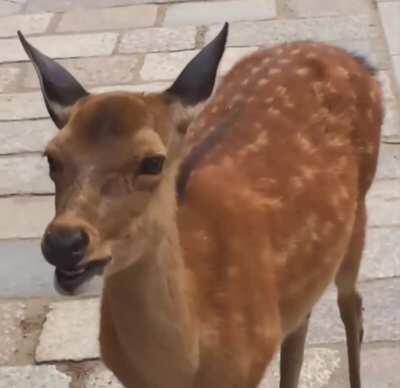 I think that deer just summoned a Demon