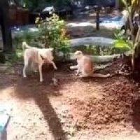 Doggo got mad skills