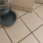 Doggos Love Routines! Here's our feeding time routine involving sit/stay commands, and working towards the 