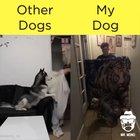 Other dogs vs this dog