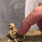 My lizard wags his little tail when I pet him