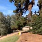 This dog knows how to play