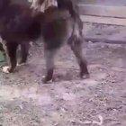 When a Chicken Sees an Opening