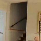 A creature has broken into your house. Run.